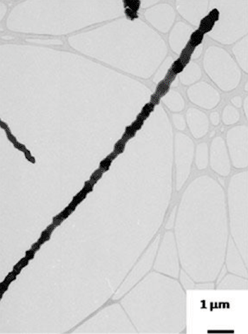 Image: Scanning electron microscope image shows a single nanowire (Photo courtesy of Ohio State University).